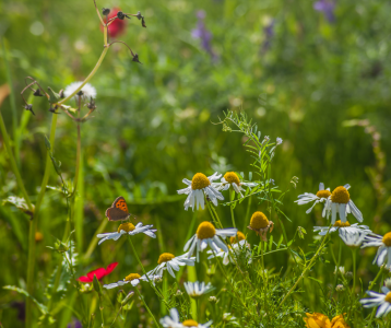 EU passes Nature Restoration Law